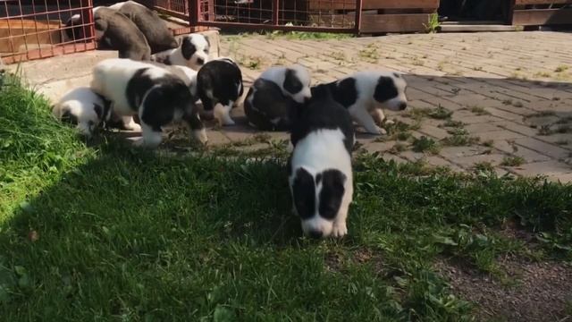 Как правильно выбрать ЩЕНКА АЛАБАЯ || Как различить слабых/больных от будущих ГИГАНТОВ смотреть онлайн