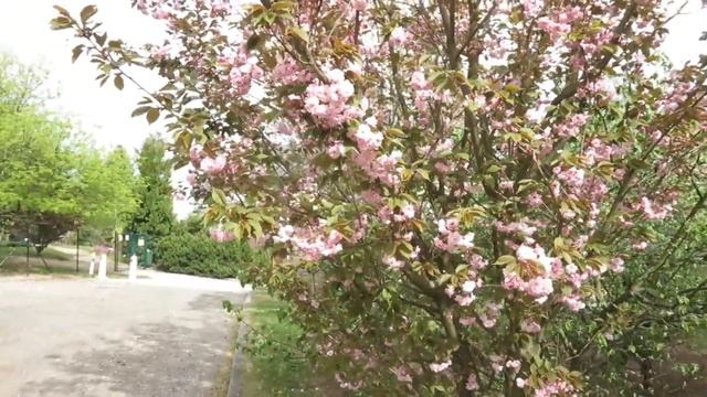 Prunus serrulata 'Kanzan' višeň pilovitá sakura смотреть онлайн