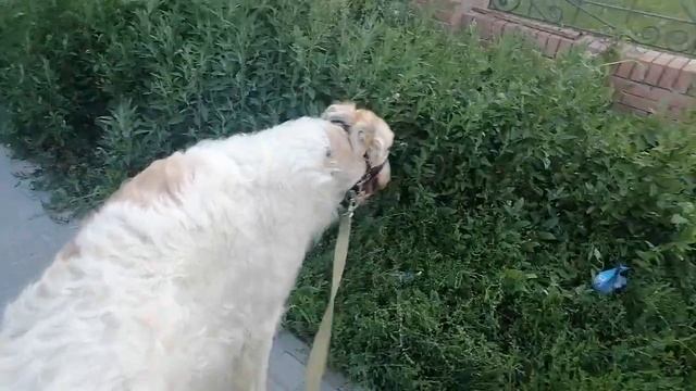 Выгул русской псовой борзой в городе, показываю старших собак. Новости. Немного о нашем Вконтакте. смотреть онлайн