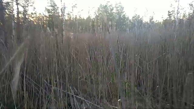 ЗСЛ Айдар работа в камыше по кабану смотреть онлайн