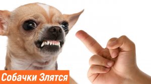 Маленькие собачки злятся / Приколы с животными