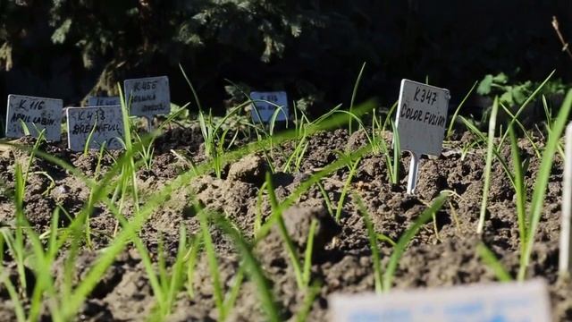 Выращивание лилейников из семян. Барботирование семян / Сад Ворошиловой смотреть онлайн