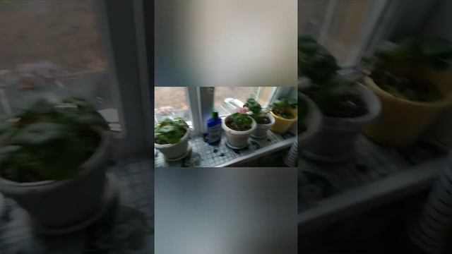 С утречка поехал к Елене Мороз канал Городские колхозники смотреть онлайн