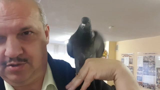 Голубь Федя смотреть онлайн