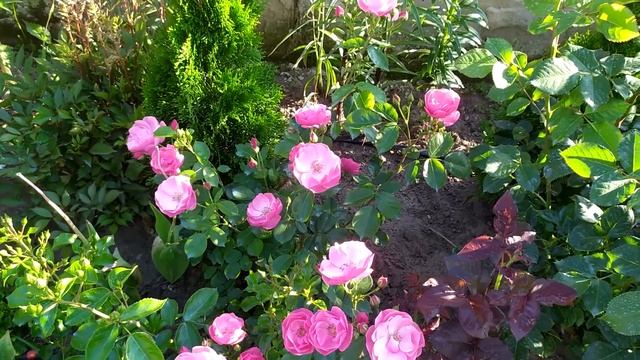 16 сортов роз - поговорим о каждом! #розы #розывсаду #сортароз #цветениероз #красивыерозы