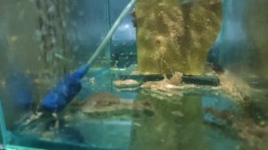 сапфировый попугай, три стадии роста ..