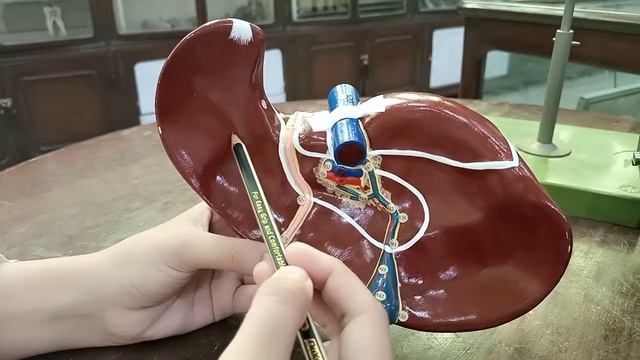 Liver model (GIT module) смотреть онлайн