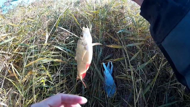 Ловля краснопёрки! Спиннинг ультралайт! Рыбалка с другом! смотреть онлайн