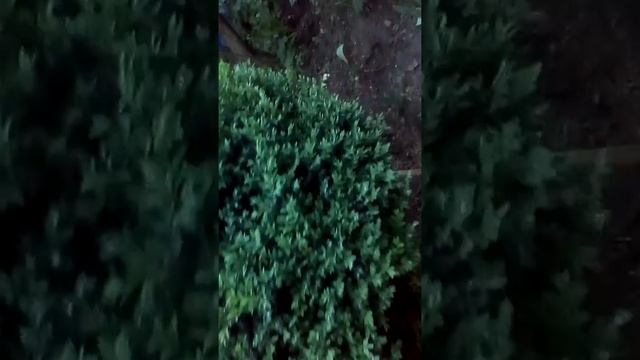 5 травня 2018 р. Мой сад и тля на самшите. смотреть онлайн