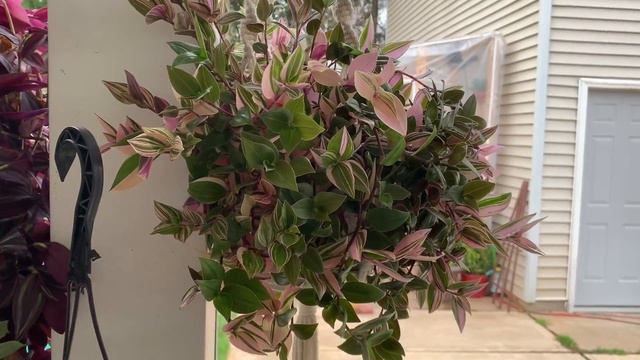 TRADESCANTIAS / Ivet Sym смотреть онлайн