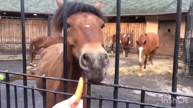 Челлендж по Зоопарку. Соня Маша старс. смотреть онлайн