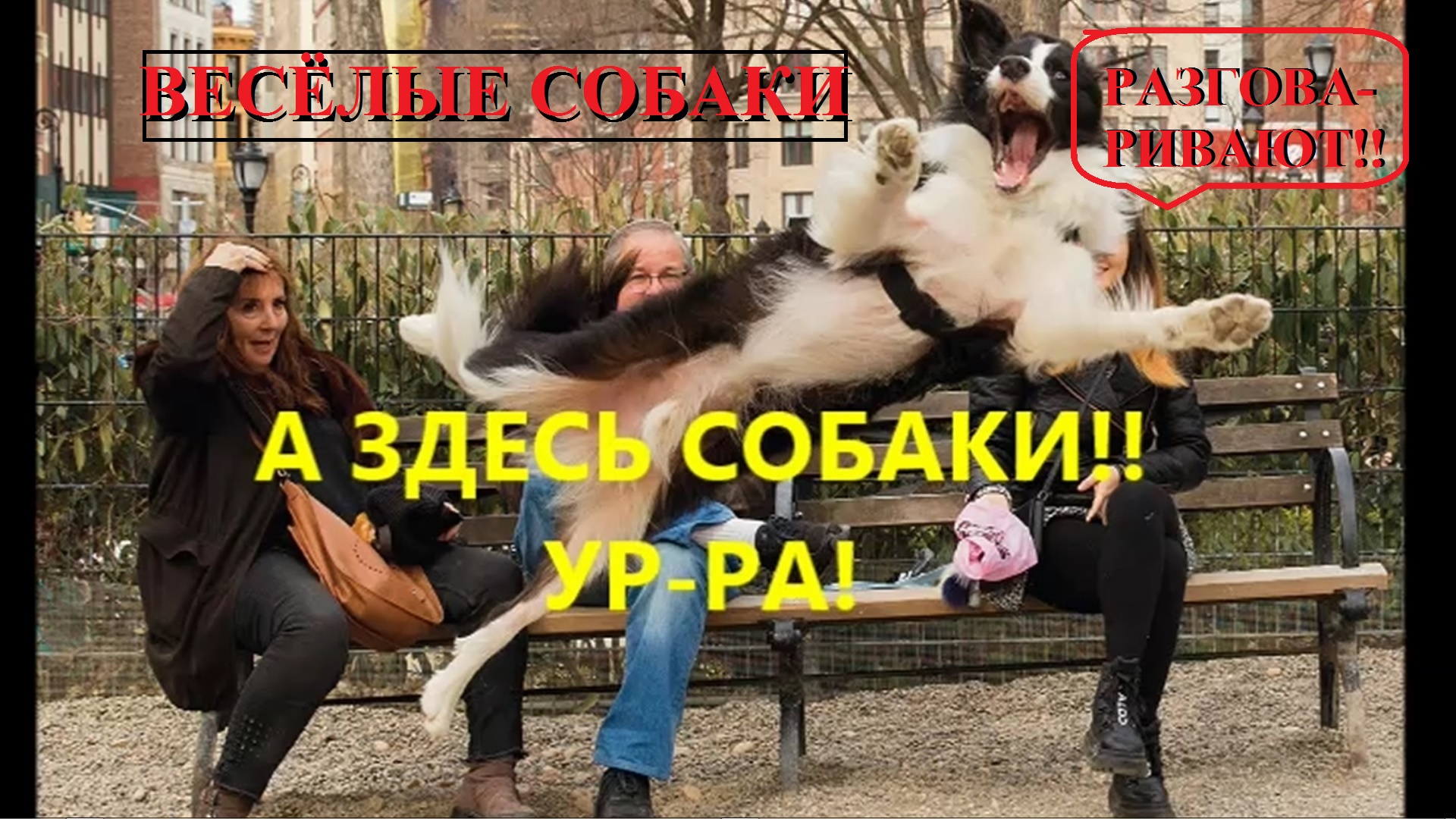 ВЕСЁЛЫЕ СОБАКИ рассказывают о хозяевах смотреть онлайн