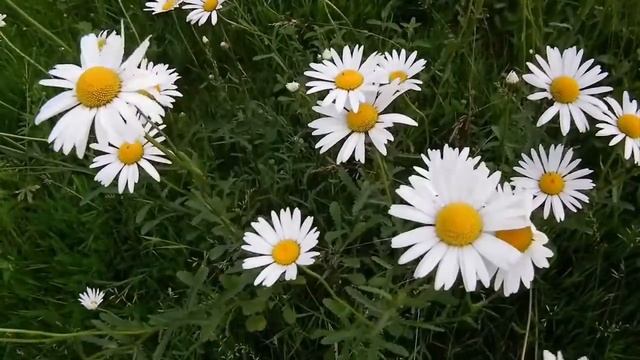 КРАСИВАЯ МУЗЫКА И ЦВЕТЫ смотреть онлайн