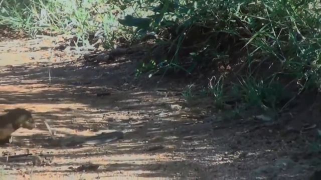 Мангуст против Мамбы смотреть онлайн