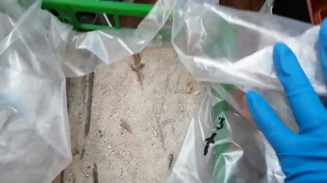 Секреты хранения винограда - чубуки зимой - от Натальи Ромашки смотреть онлайн