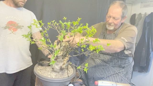 Privet Carving (Ligustrum) Part 2 (Aug 2021) смотреть онлайн