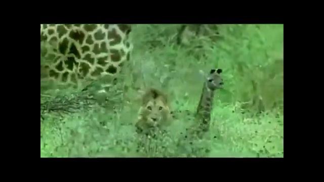 Лев нападает на жирафа смотреть онлайн
