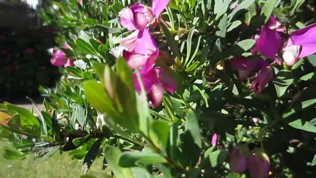 Canon Ixus 220 HS - 720p - 30fps Test смотреть онлайн