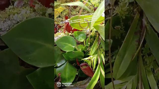 Nepenthes смотреть онлайн