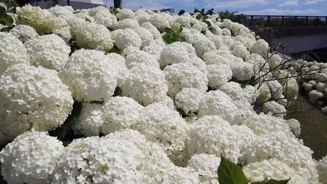 A Day in my LIFE in JAPAN | Hydrangeas あじさい in Tokyo | ODAIBA, Tokyo | お台場 | VLOG 76 смотреть онлайн