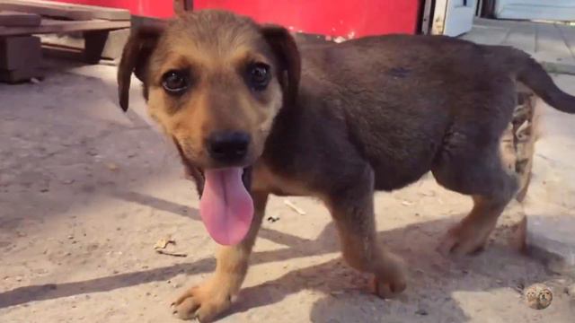 VLOG | САМЫЕ ДОБРЫЕ СОБАКИ | Приют Дружок Липецк