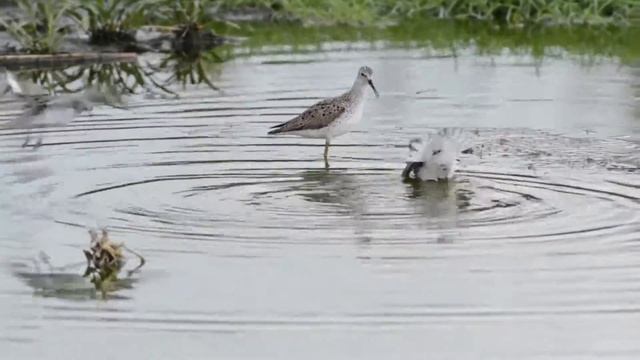 Поручейник и мородунка смотреть онлайн