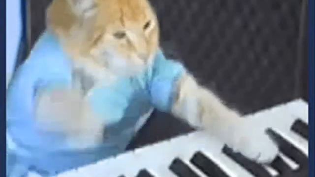 music 2015 demo chat qui joue du piano par dj pulsion смотреть онлайн