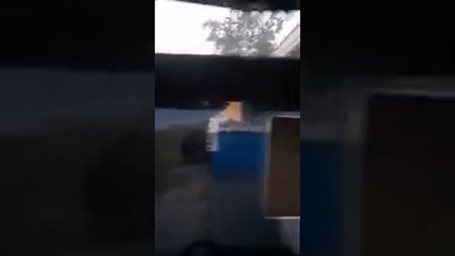 Медведь на Ямале смотреть онлайн