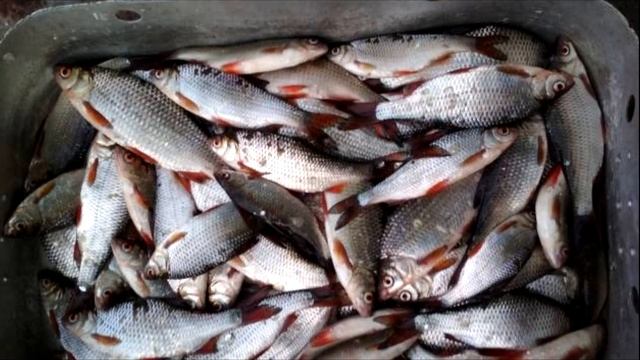 ВСЕ необходимое о нересте рыбы плотва.