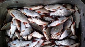 ВСЕ необходимое о нересте рыбы плотва.