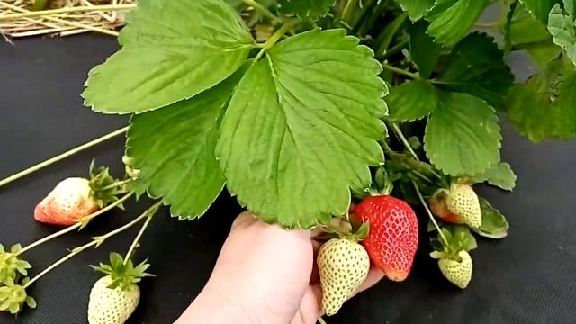 Сорт клубники НСД Капри смотреть онлайн