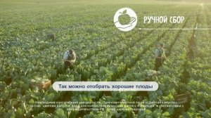 Gerber. Фермер