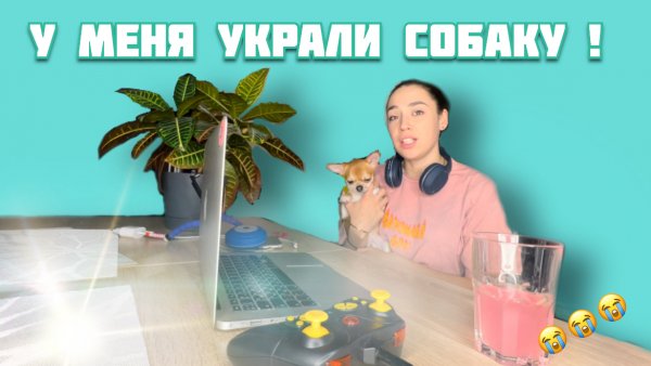 У МЕНЯ УКРАЛИ СОБАКУ/ потеряла чихуа-хуа ?