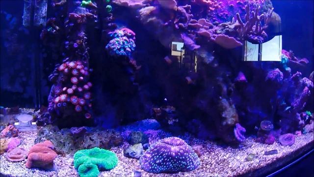 Rimless Reef With Reefbrite Hybrid LED Halide at Elite Reef of Denver, Colorado смотреть онлайн