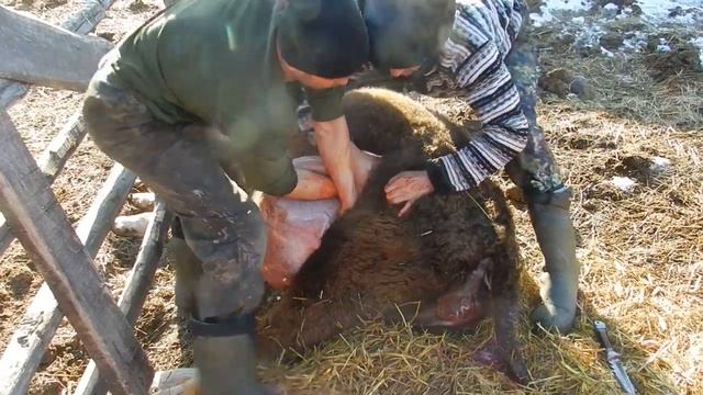 неудачный отел смотреть онлайн