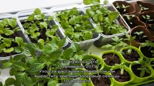 Как и в какие сроки сажать базилик на рассаду в домашних условиях