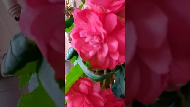 Клубневая бегония DS Бантики, кустик повзрослел) смотреть онлайн