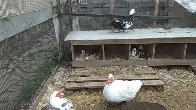 Мускусные утки// Откуда взялись яйца? Опять сюрприз от уток// смотреть онлайн