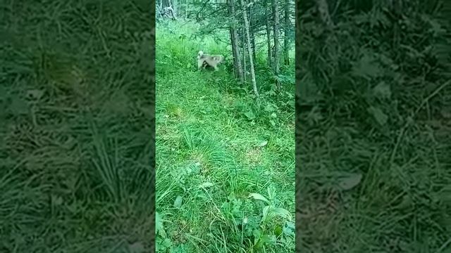 Охота на борсука. смотреть онлайн