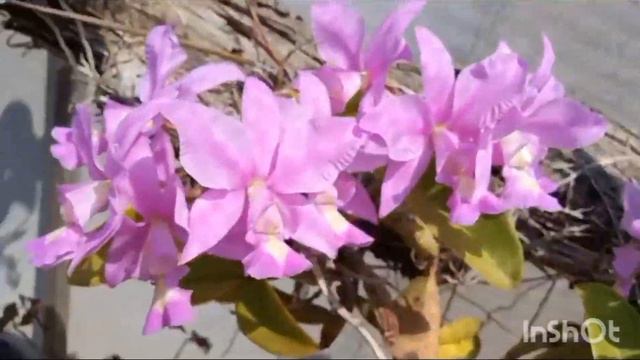 Como Cultivar Cattleya Nobilior #orquideas #plantas #natureza #cattleya смотреть онлайн