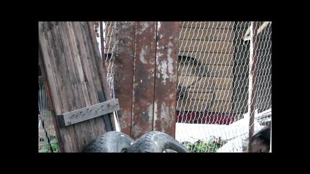 кури ца ца ца из Мещеры. смотреть онлайн