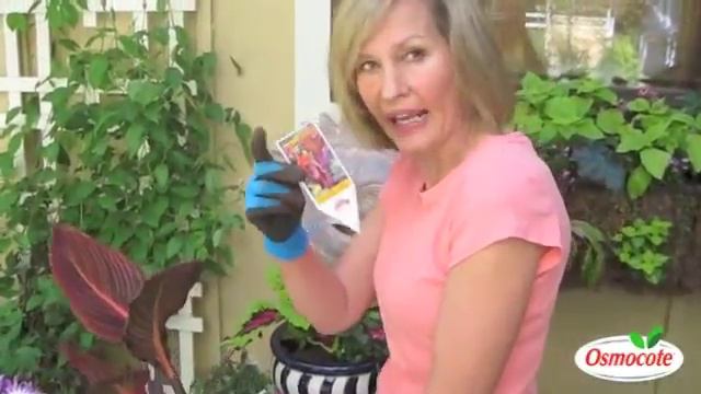 Garden Design: Canna, Spiky Cordyline, Calibrachoa смотреть онлайн