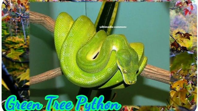 SNAKES BREEDS |HABITATS AND LIFESPAN (#02) смотреть онлайн
