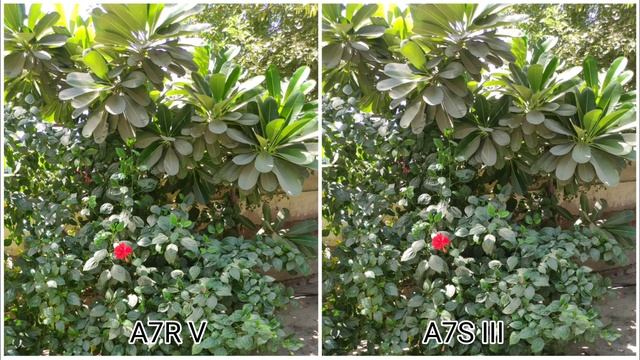 Sony A7R V Vs Sony A7S III | Camera Test