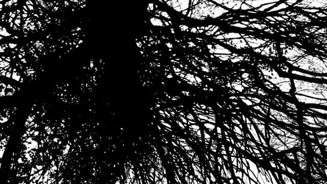 HUMANLY FELINE, Music by Joe Frawley, Film by Camelia Mirescu смотреть онлайн