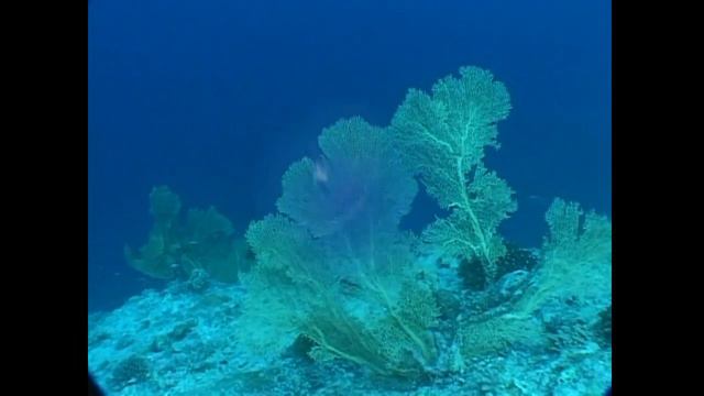 Diego Garcia. Underwater World Part 1