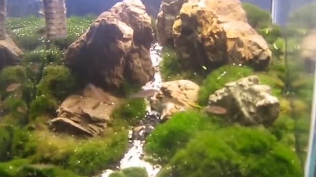 данио хопра смотреть онлайн
