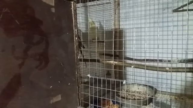 Размножение корелл зимой, птенцы большие, перловая корелла смотреть онлайн