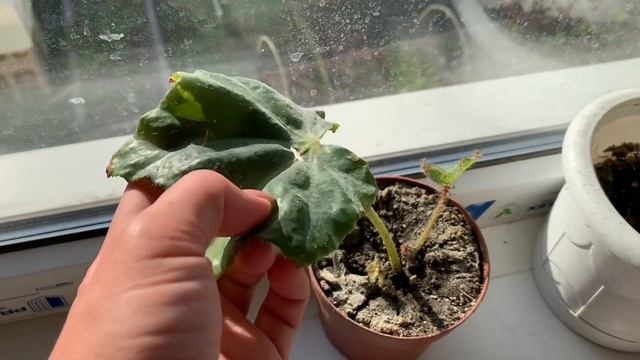 Спешу домой. Что дальше с ремонтом. Провожаем с песнями родню.