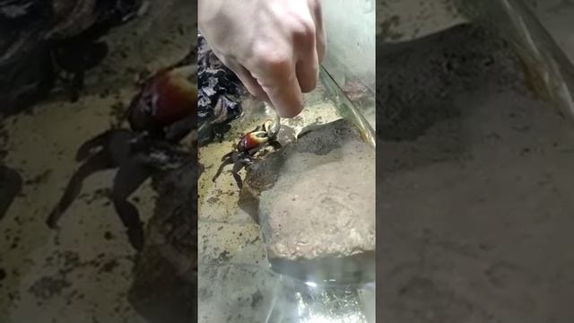 Краб красный паук. смотреть онлайн